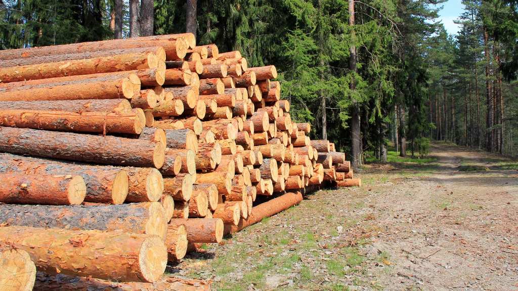Льготная древесина.
