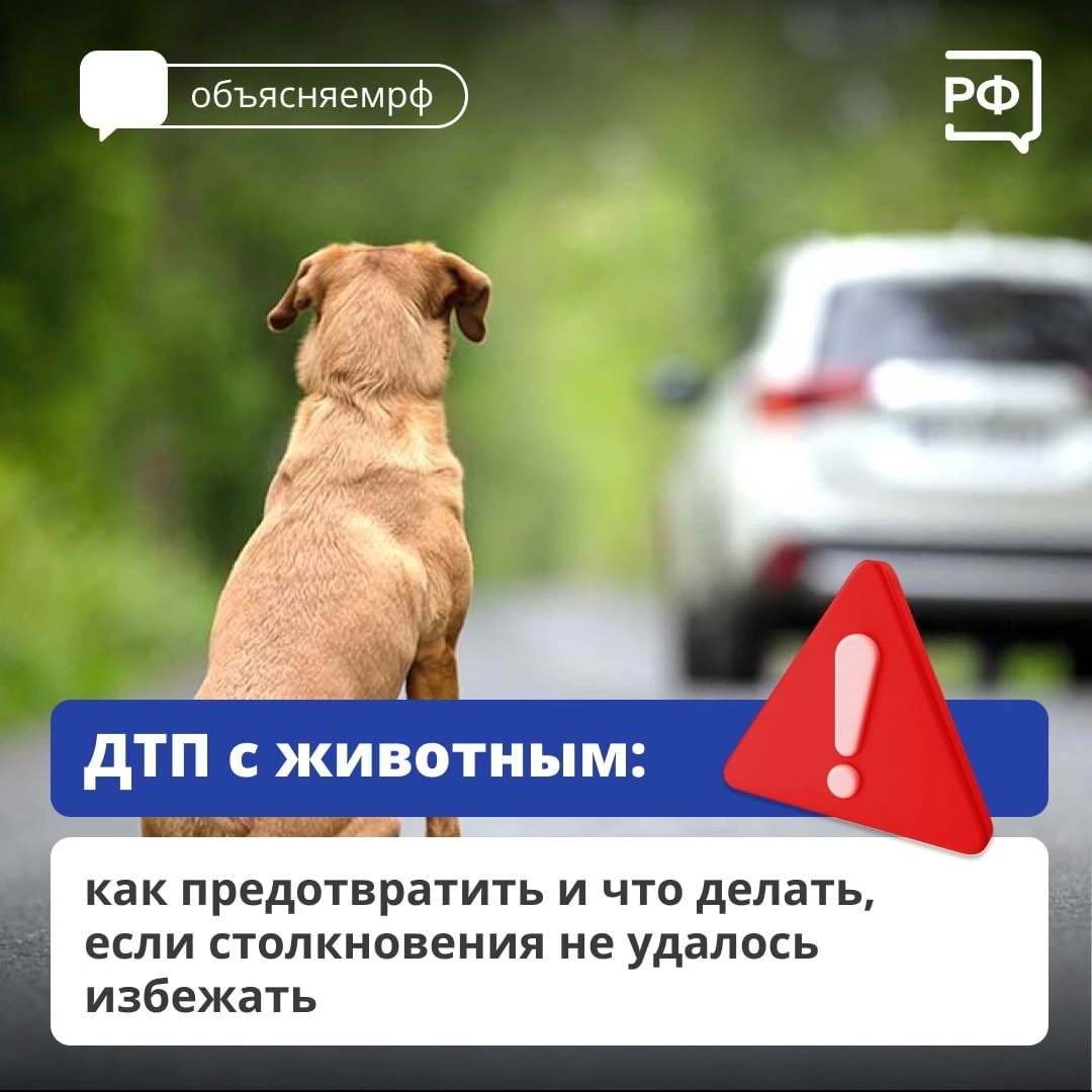 ДТП с животными.